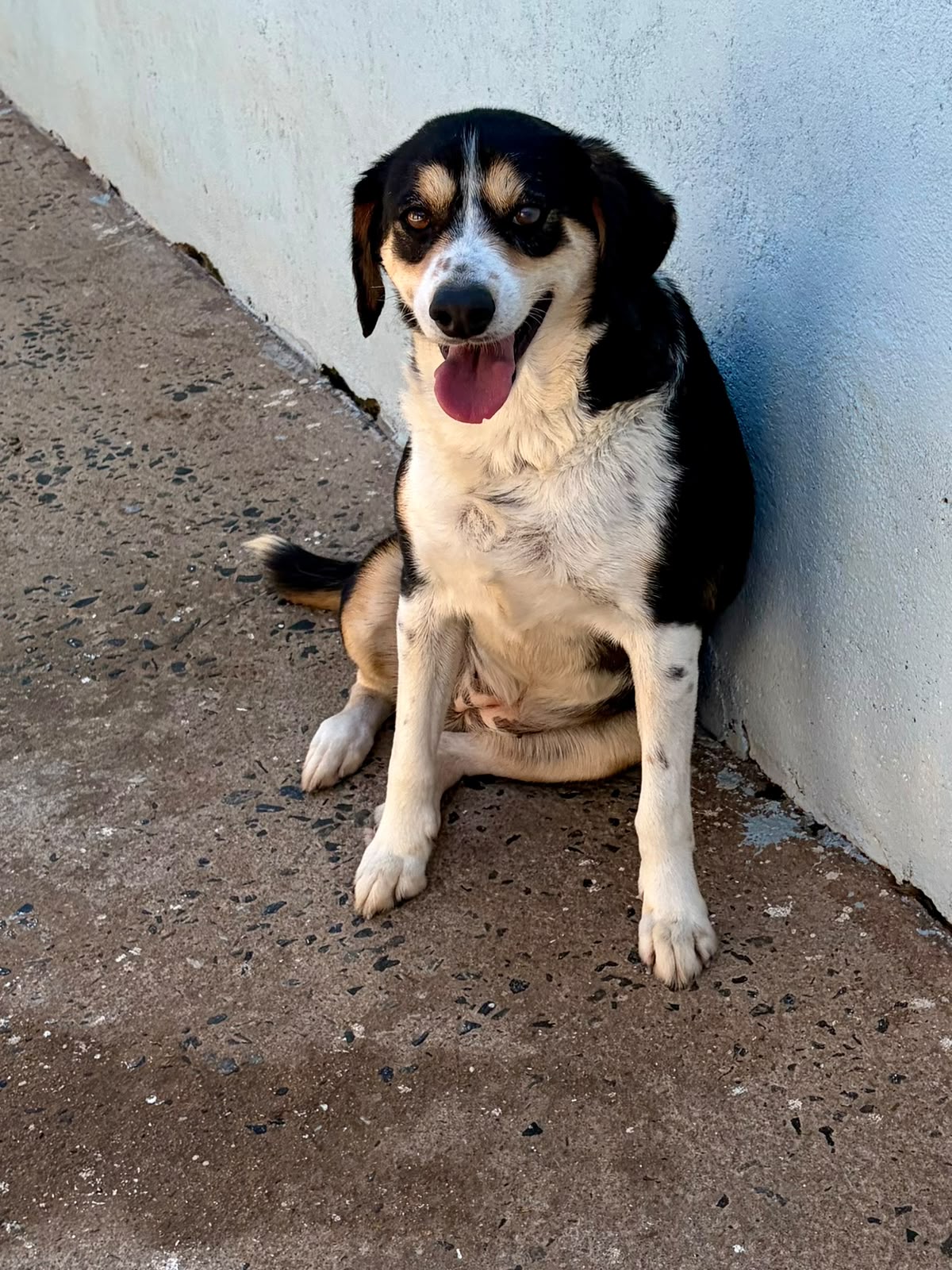 Estela