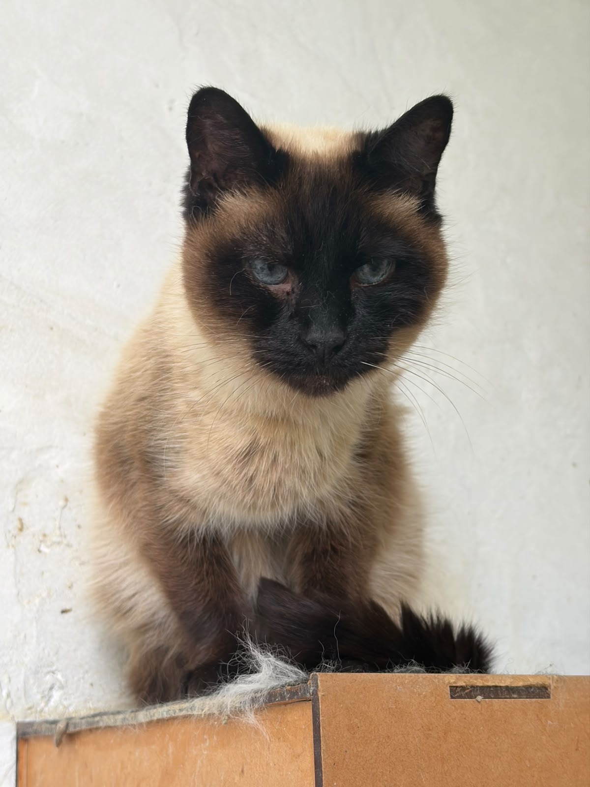 Joaquim