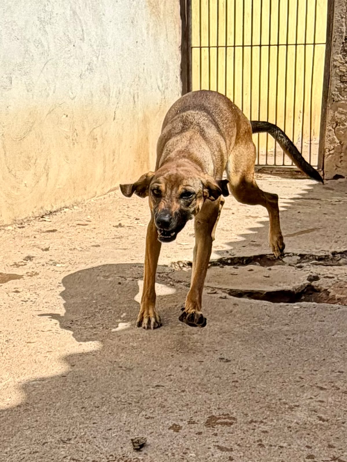 Magali