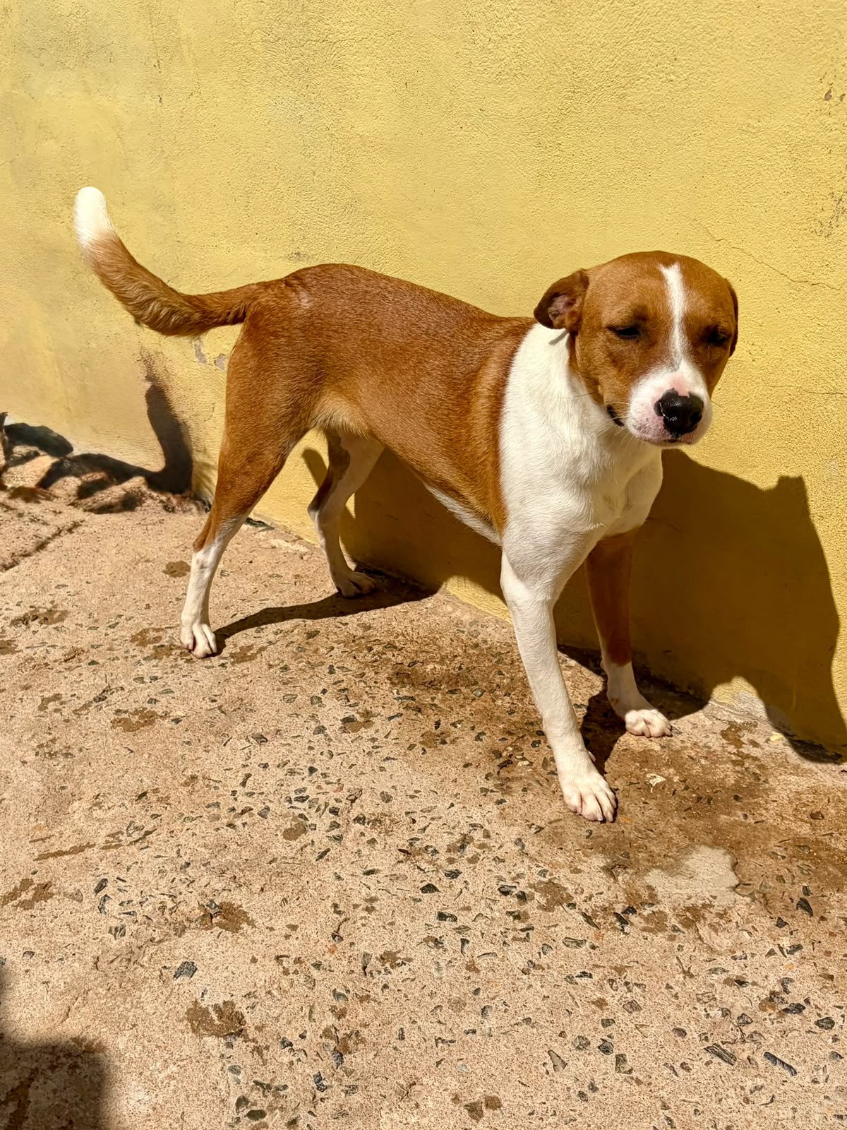 Pepita